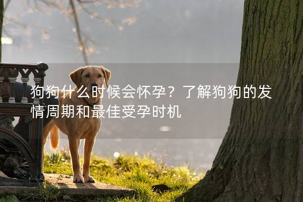 狗狗什么時候會懷孕？了解狗狗的發情周期和最佳受孕時機
